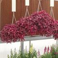 Blood leaf
